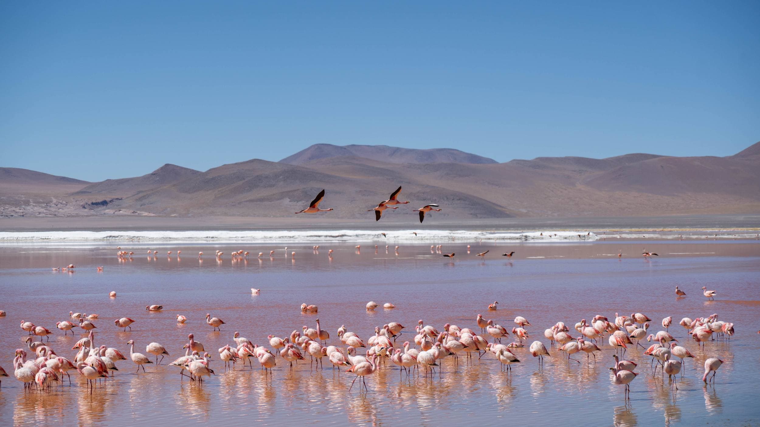 Bolivie