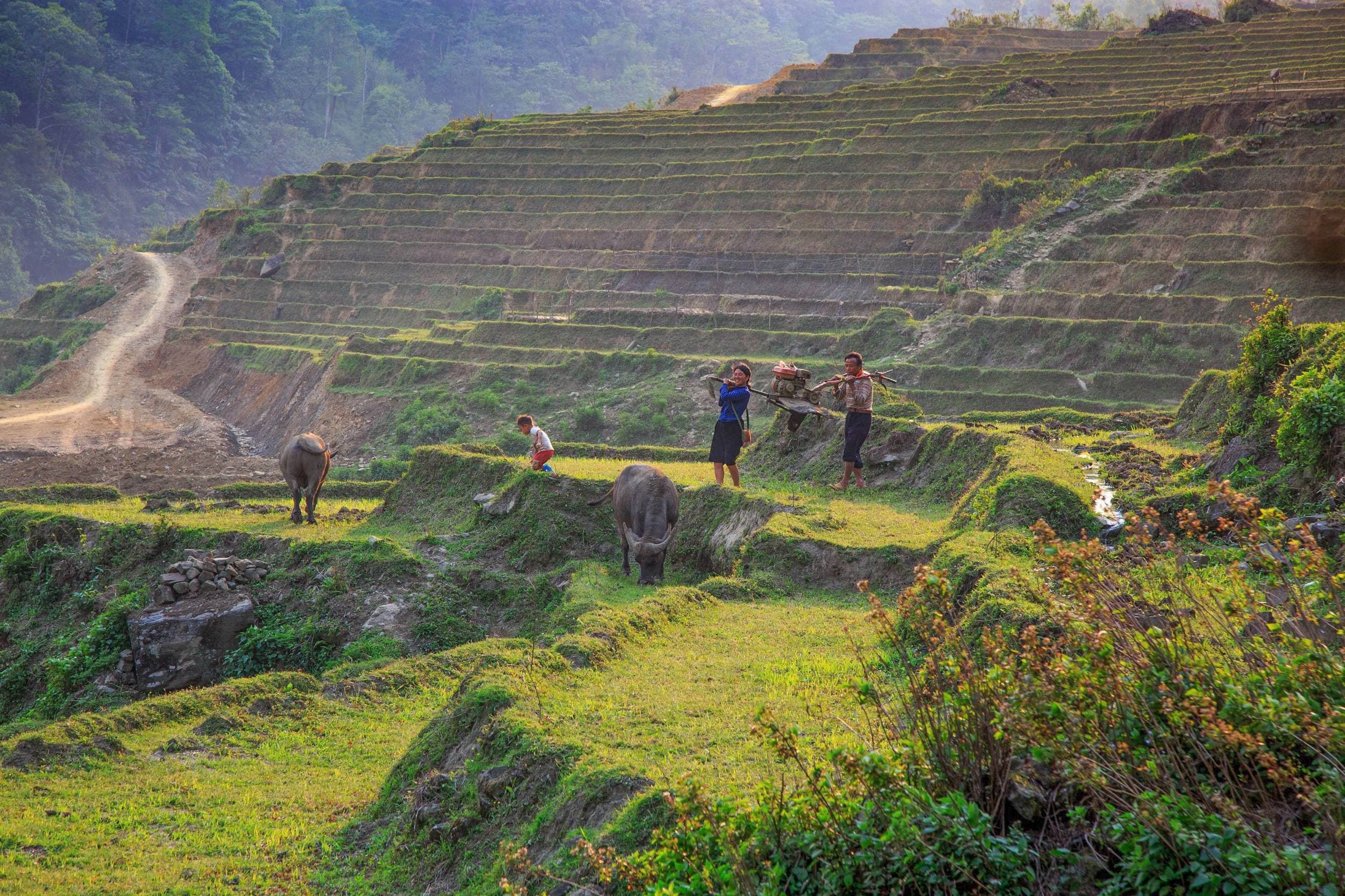 Sapa